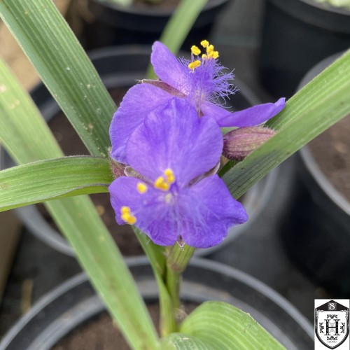 Tradescantia × andersoniana Blue - Andersoni tradeskantsia Blue